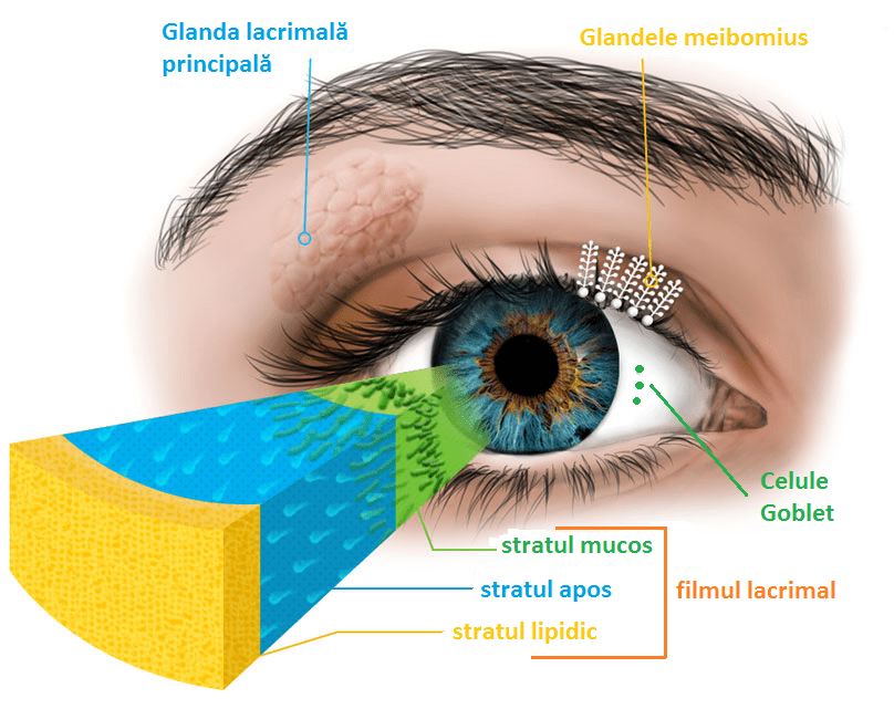 sindromul ochiului uscat refacerea vederii prin diferite metode