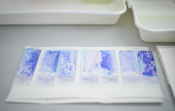 Laboratorul de analize medicale al Spitalului Providența Iași